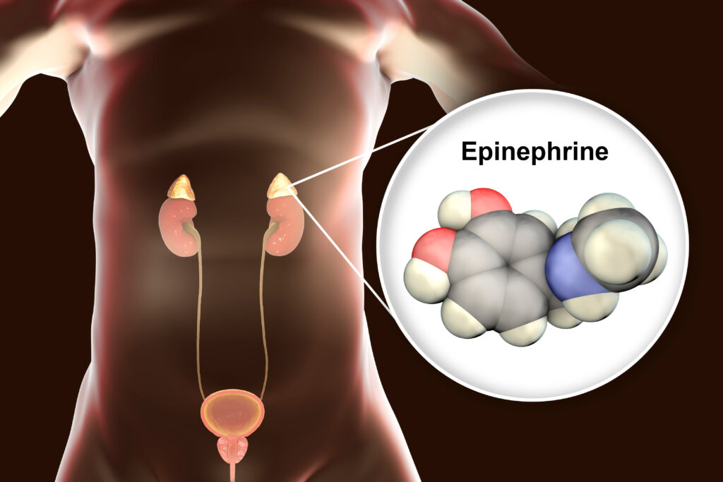 Schematic representation of adrenal glands.