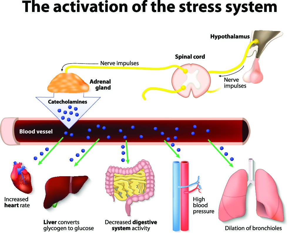 Diagram showing activation of stress system in a state of anger.