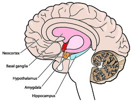 Diagram of brain.