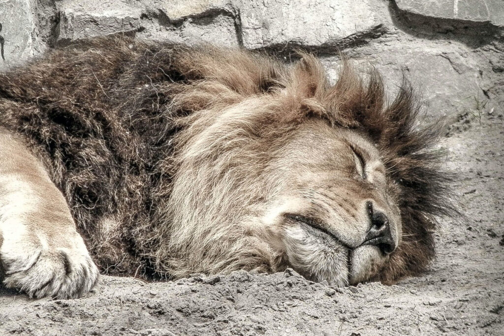 Image of sleeping lion shows that you are not angry.