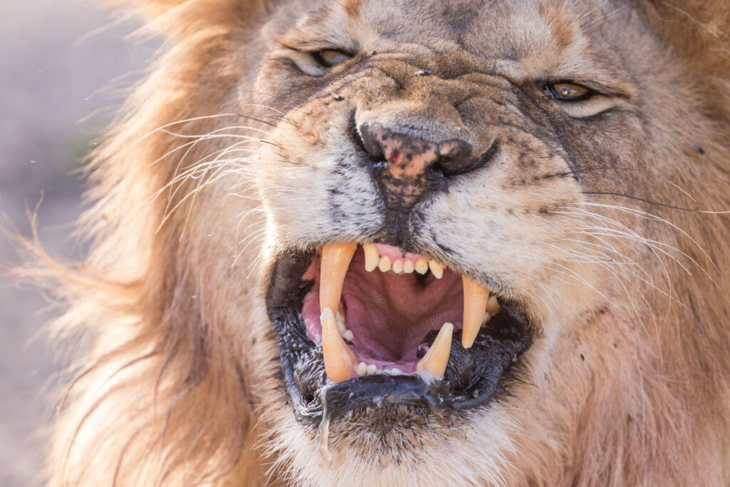 Image of angry lion depicts a change from not being angry to a state of being angry or in rage.